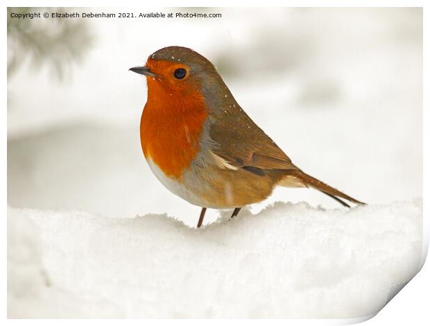 Robin in Snow Print by Elizabeth Debenham