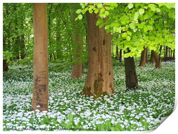 White Wild Garlic Flowers in Beech Woodland Print by Elizabeth Debenham