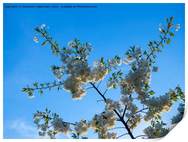 Beautiful white flowering cherry blossom Print by Elizabeth Debenham