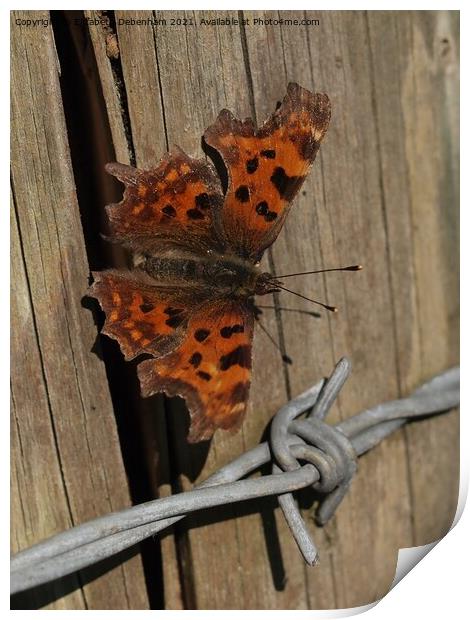 Comma Butterfly Print by Elizabeth Debenham