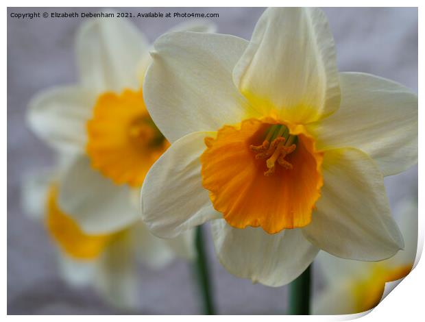 Daffodils; Siempre Avanti Print by Elizabeth Debenham