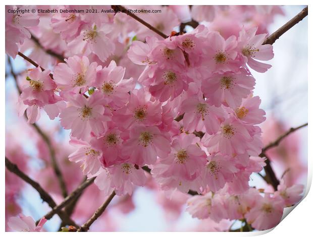 Pink Prunus Blossom Print by Elizabeth Debenham