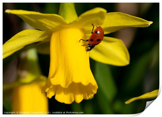 7 Spot Ladybird on Daffodil Print by Elizabeth Debenham