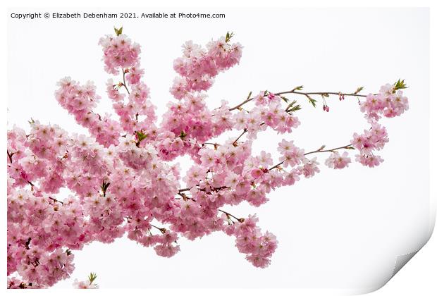 Beautiful Prunus Blossom Spray Print by Elizabeth Debenham
