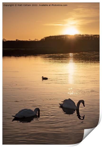 Swan Sunrise Print by Matt Cottam