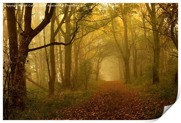  Misty Autumn Woods Print by Matt Cottam