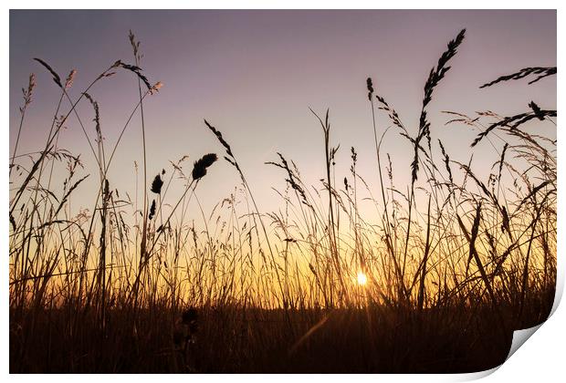 Grassland Sunset Print by Matt Cottam