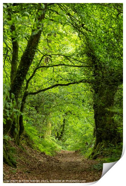 Footpath leading through the woods Print by Chris Warren