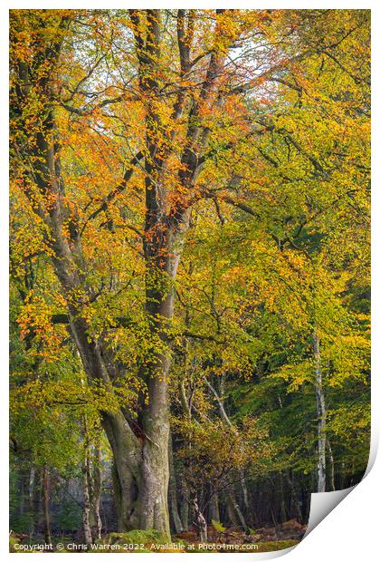 Woodland New Forest Hampshire England in autumn  Print by Chris Warren