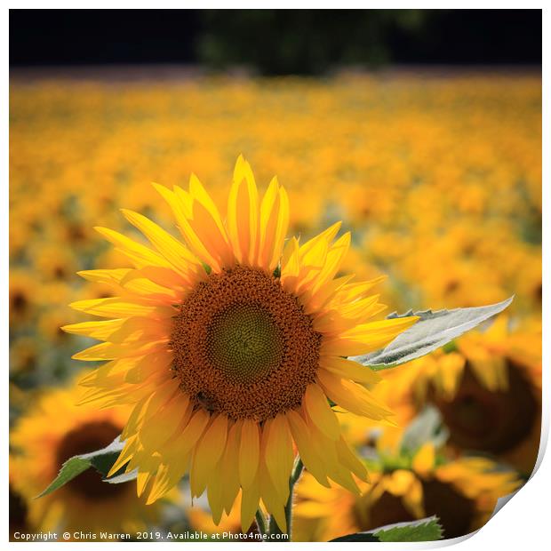 A field of sunflowers Print by Chris Warren
