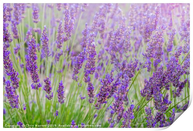 Lavender Print by Chris Warren