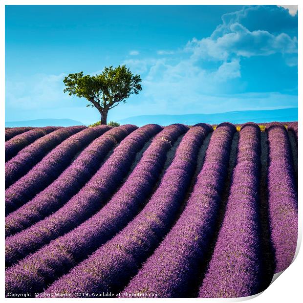 Lavender fields Valensole Provence France Print by Chris Warren