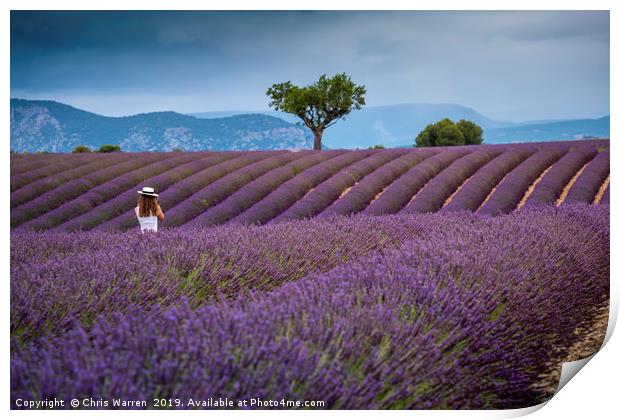 Lady amongst the Lavender fields Provence Print by Chris Warren