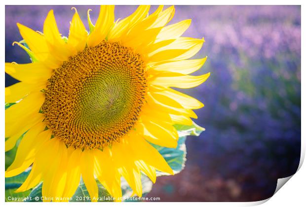 Sunlight catching A sunflower France Print by Chris Warren