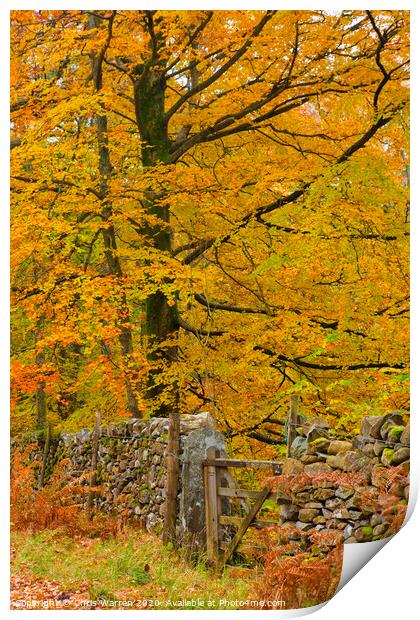 Autumn colour Print by Chris Warren