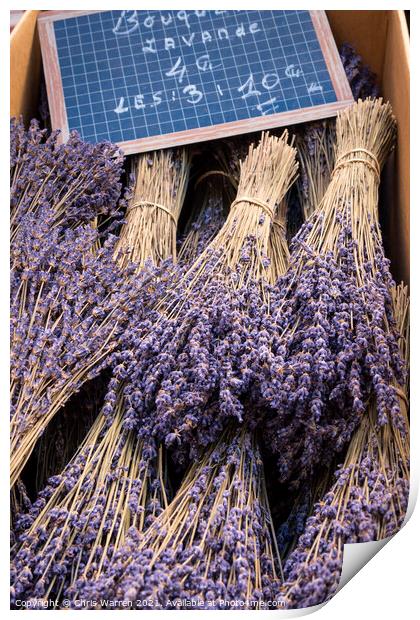 Bunches of cut lavender Provence France Print by Chris Warren