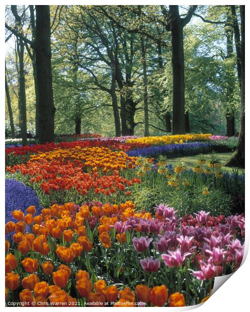 Springtime tulips at Keukenhof Holland Print by Chris Warren