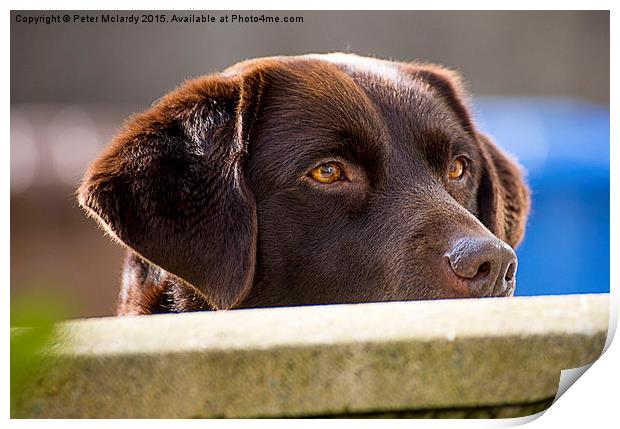  Chocolate Lab Print by Peter Mclardy