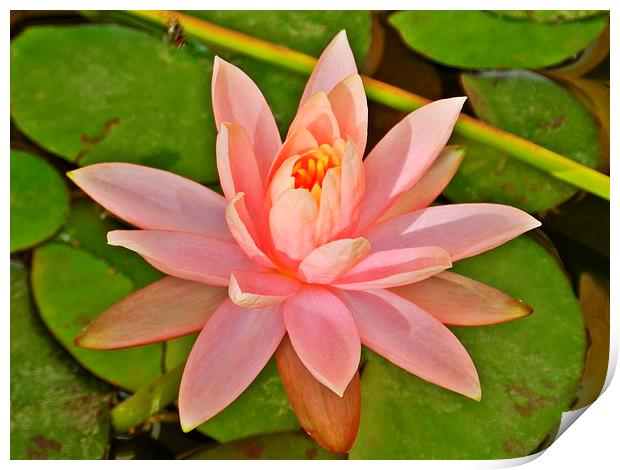 Water Lily Print by Sapir Porat