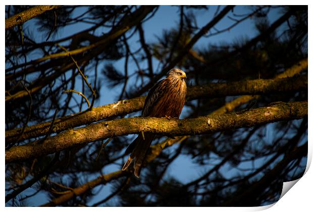 red kite in old scot pine tree at sun set  Print by Andrew chittock