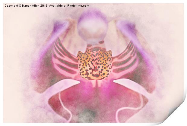 Orchid Print by Darren Allen