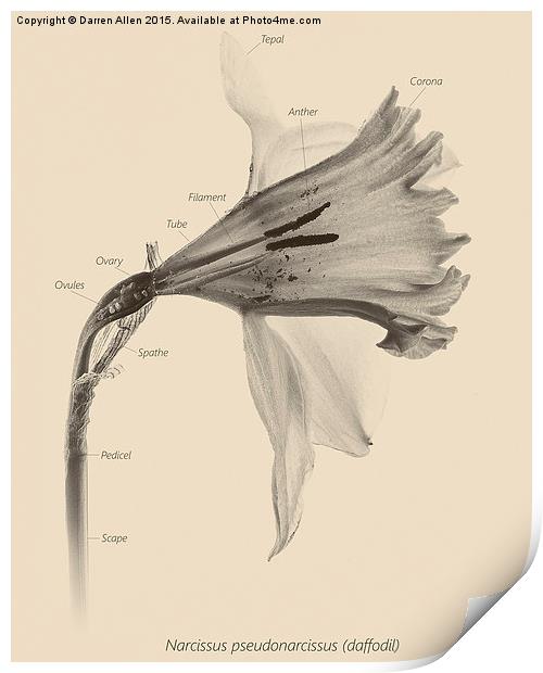  Daffodil Print by Darren Allen