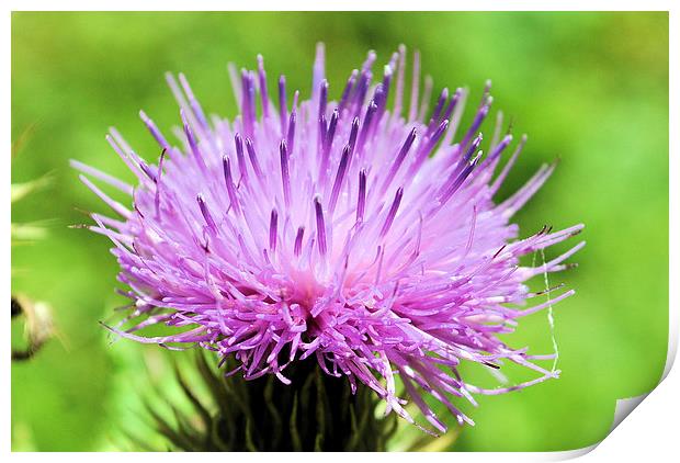Thistle perfection Print by Maria Carter