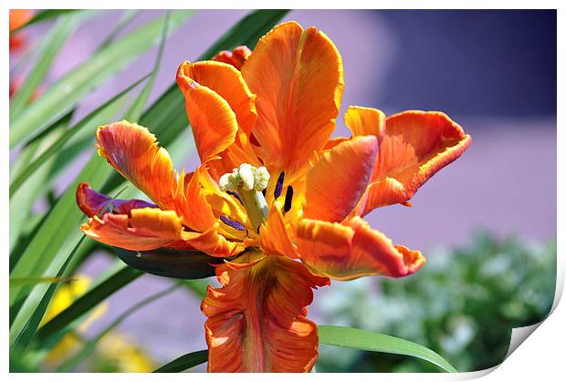 Vibrant orange flower Print by Maria Carter