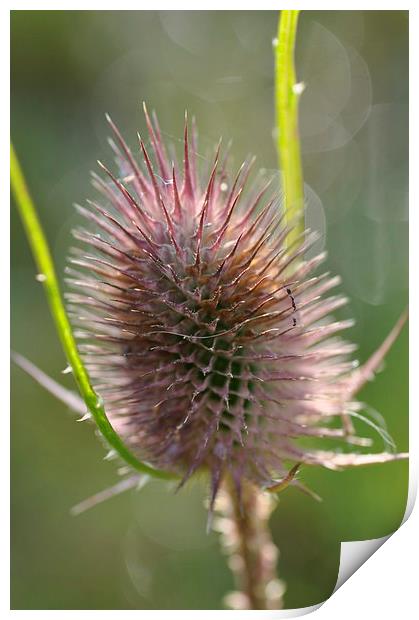 Sunlight Thistle Print by Maria Carter
