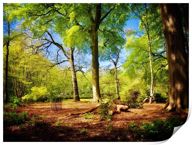 Woodland in Spring  Print by Victor Burnside