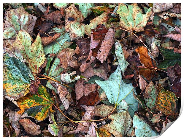 Fallen Leaves Print by Victor Burnside