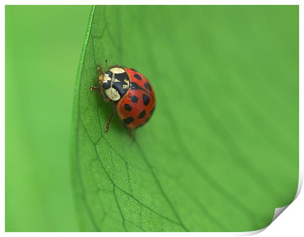 Ladybird Print by Victor Burnside