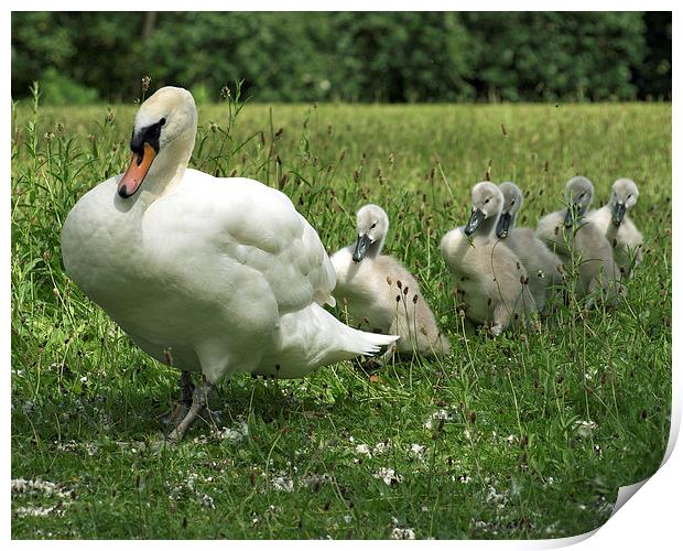 Swan and Cygnets Print by Victor Burnside