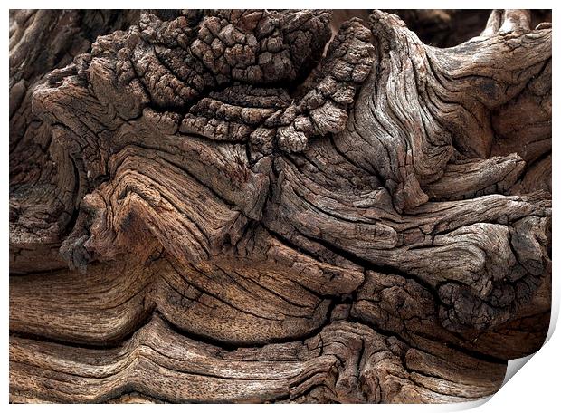 Driftwood Print by Victor Burnside
