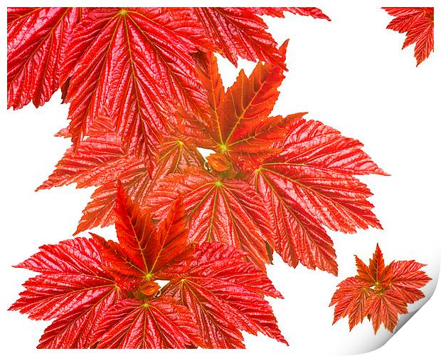 Red leaves Print by Victor Burnside