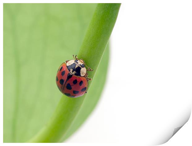 Ladybird Print by Victor Burnside