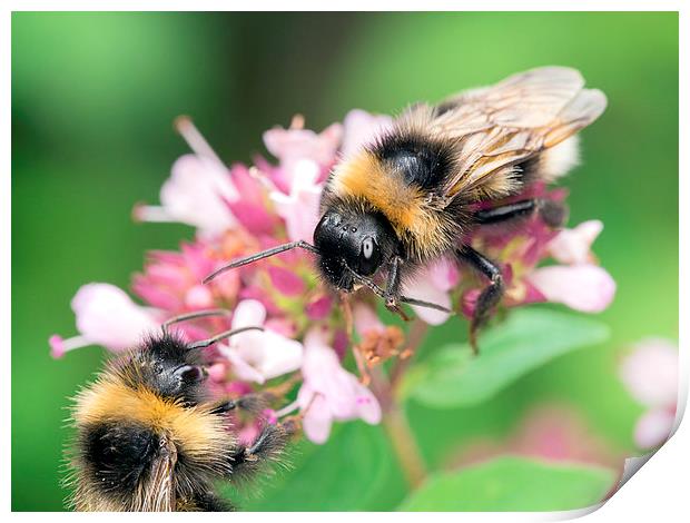 Bees Print by Victor Burnside