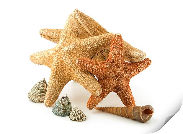 Starfish Print by Victor Burnside