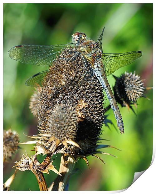 Dragonfly Print by Victor Burnside