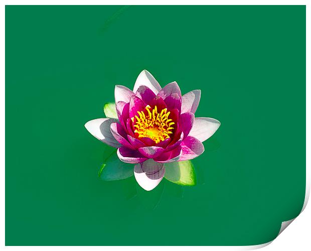 lotus Print by Victor Burnside