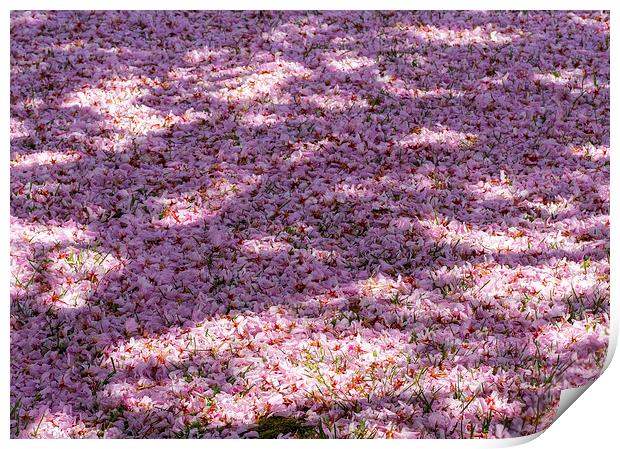 Cherry Blossom Print by Victor Burnside
