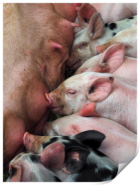 Piglets Print by Victor Burnside