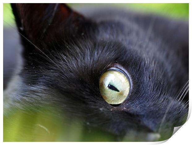 Cats Eye Print by Victor Burnside