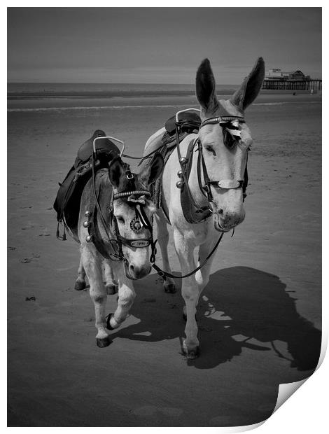 Blackpool Donkeys. Print by Victor Burnside