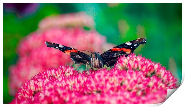 Red Admiral Butterfly     Print by Victor Burnside