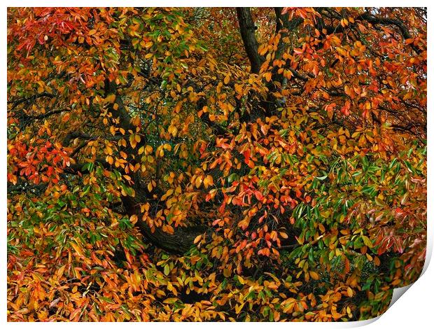 Autumn tree Print by Victor Burnside