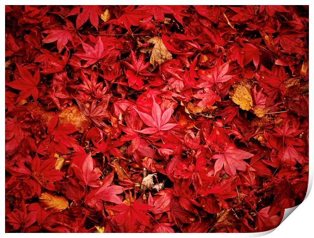 Fallen Maple Leaves Print by Victor Burnside