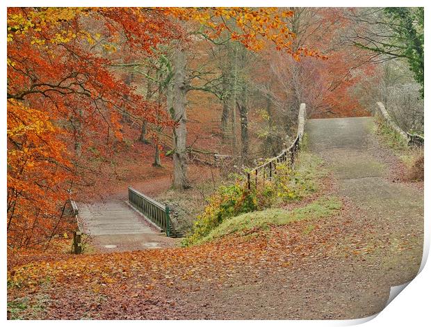 Autumn Woodland     Print by Victor Burnside