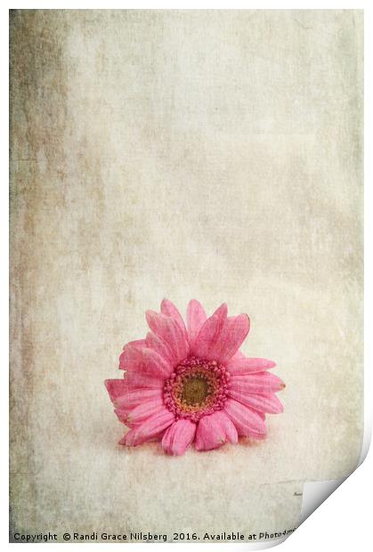 Single Pink Print by Randi Grace Nilsberg