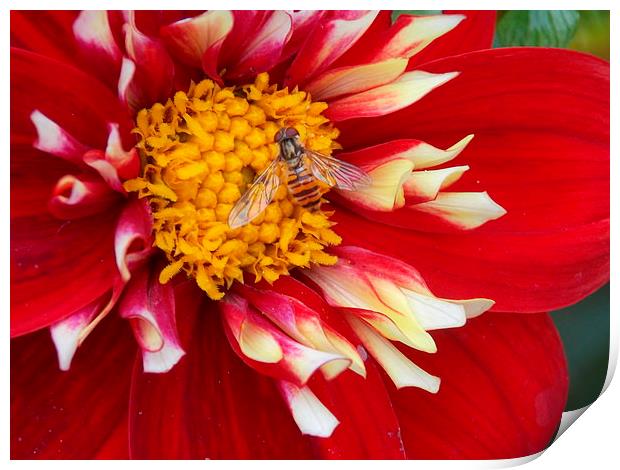 Hover Fly Macro Print by Tim Smith